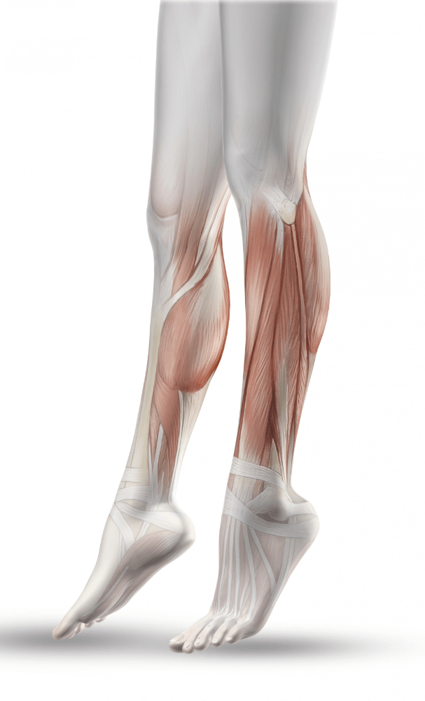 Икроножная мышца